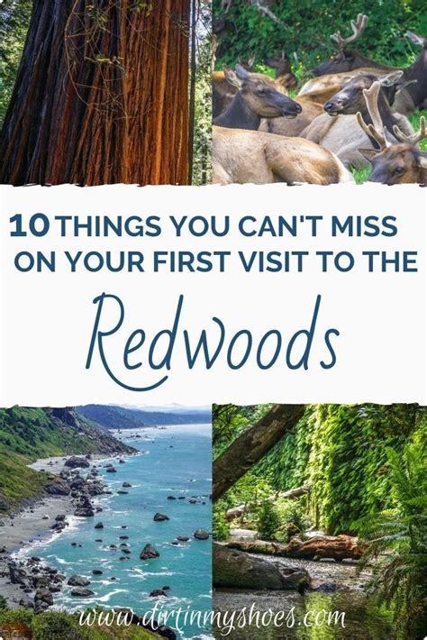 Things You Can T Miss On Your First Visit To The Redwoods