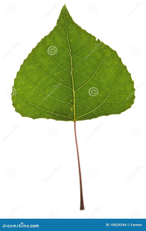 Poplar leaf stock photo. Image of environmental, spring - 10629244