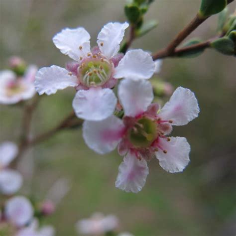 Pericalymma Ellipticum Geographe Plants