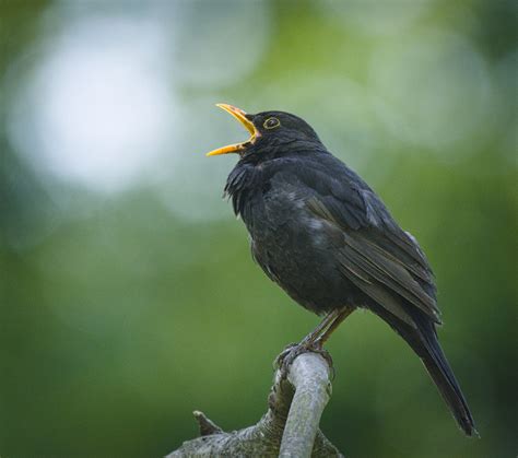 La pollution sonore et ses impacts sur la biodiversité Maison du Lac