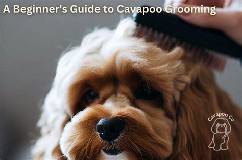 A Beginner's Guide to Cavapoo Grooming: How to Keep Your Furry Friend ...