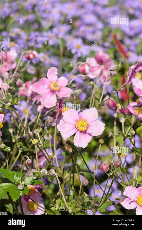 An Mona Hupehensis Var Japonica Fotograf As E Im Genes De Alta