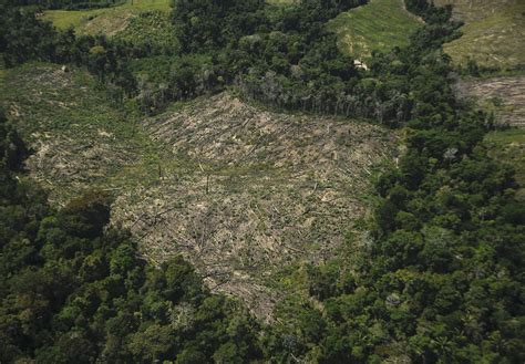 Perú Más De 12 Mil Hectáreas De Deforestación Y 9 Pistas De Aterrizaje