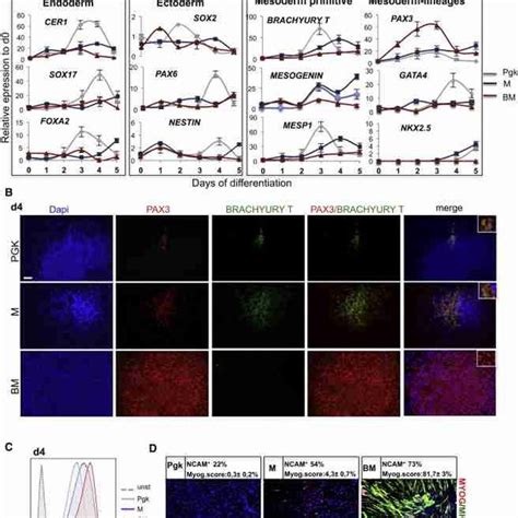 Generation Of Skeletal Myospheres From Hesc Baf C Myod And