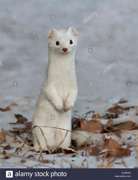 Big Weasel Hi Res Stock Photography And Images Alamy