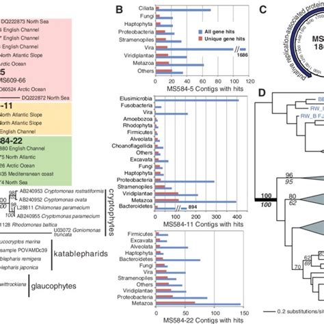 A Randomized Accelerated Maximum Likelihood Raxml Phylogenetic Tree