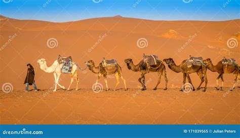 Berber And Camel Caravan In The Sahara Desert Merzouga Morocco