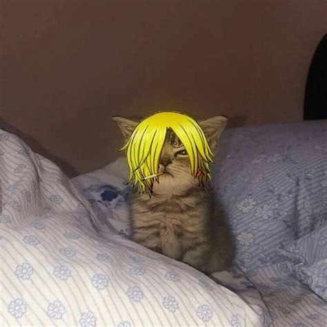 Sanji Cat😹 Foto Kucing Anjing Seni Kucing Luffy