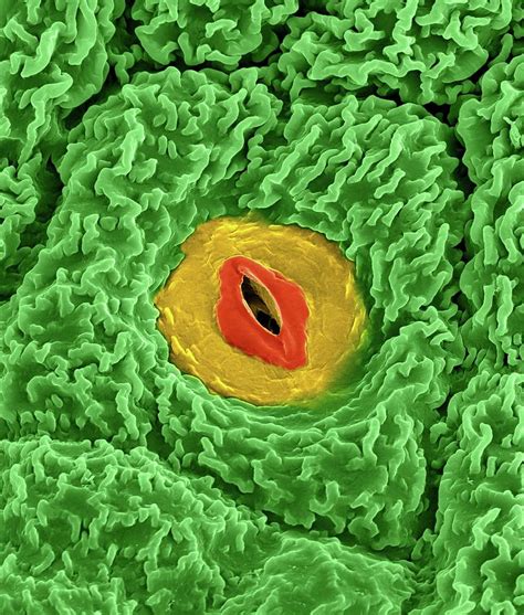 Meristem Differentiating Into An Epidermal Cell. Photograph by Dennis ...