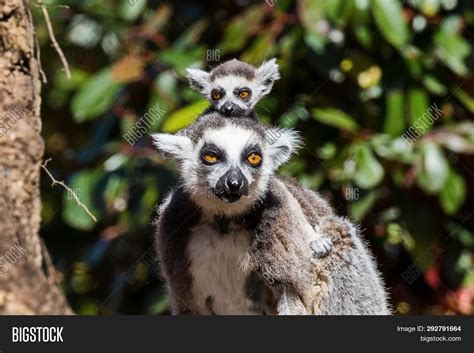 Ring-tailed Lemur, Cat Image & Photo (Free Trial) | Bigstock