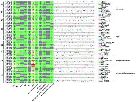 Cis Regulatory Element Analysis Of The FvPP2C Genes Note Different