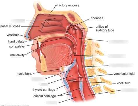 Upper Respiratory Tract Diagram Diagram Quizlet