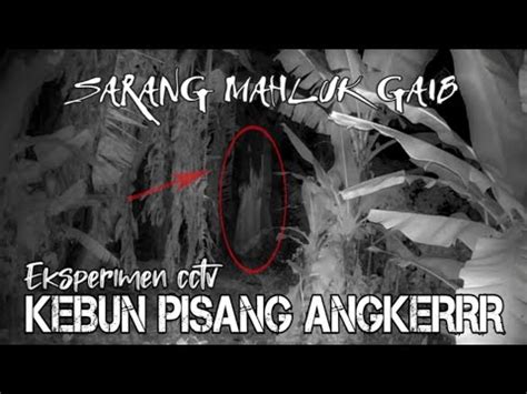 Eksperimen Cctvkebun Pisang Angker Sarang Mahluk Gaib Youtube