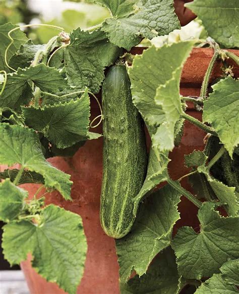 The 9 Best Bush Cucumber Varieties In 2024 Backyard Gardeners Network