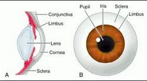 Lecture Cornea Conjunctiva Sclera Flashcards Quizlet