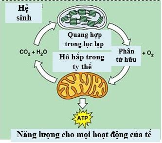 Hô hấp ở thực vật là gì Vai trò các yếu tố ảnh hưởng Ingoa info