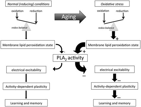 Frontiers Phospholipase A2 Nexus Of Aging Oxidative Stress