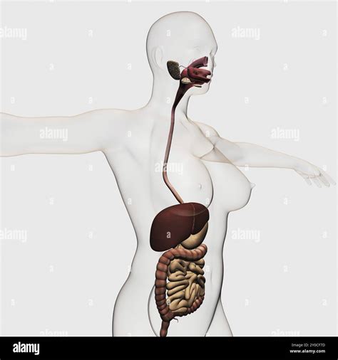 Medical Illustration Of The Human Digestive System Oral Cavity Esophagus Liver Stomach