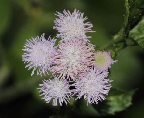 Ageratum L Plants Of The World Online Kew Science