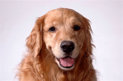 Golden Retriever Relaxed Happy Stock Photo Download Image Now Istock