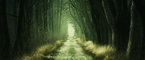 5k Forest Wallpapers Top Free 5k Forest Backgrounds Wallpaperaccess