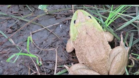 Ajaib Aneh Tapi Nyata Katak Makan Kalajengking Dan Ular Youtube