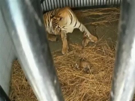 Tigress Gives Birth To 3 Cubs At Bengal Safari Park Near Siliguri Watch