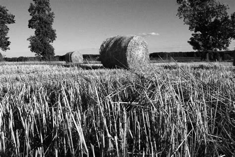 Kostenlose foto Baum Natur Gras Schwarz und weiß Feld Fotografie