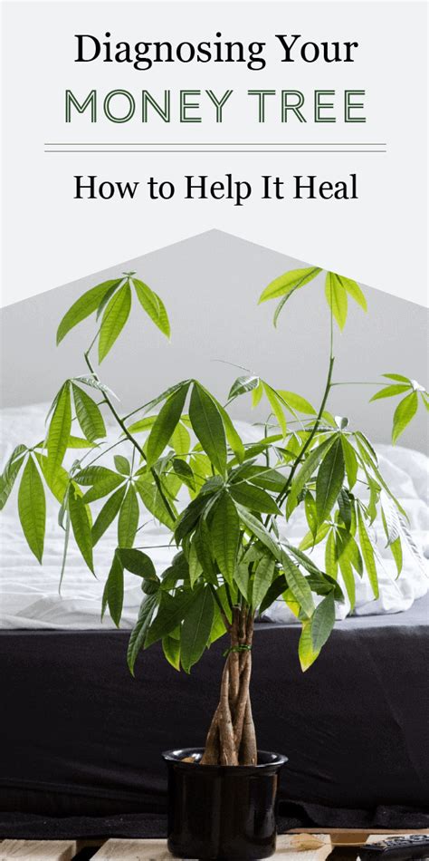 Diagnosing Your Money Tree And Steps To Recovery The Healthy Houseplant