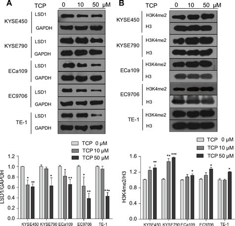 Figure 2 From Lsd1 Regulates Notch And Pi3kaktmtor Pathways Through