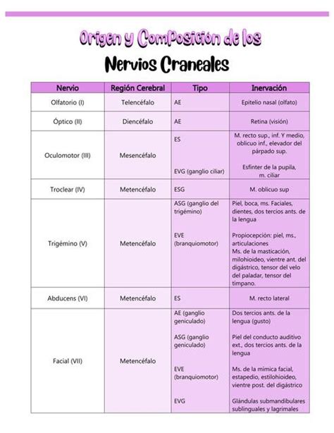 Origen Y Composici N De Los Nervios Craneales Janeth Lucas Udocz