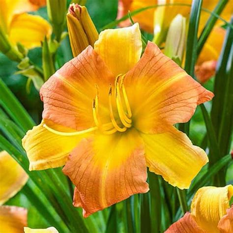 Have A Question About Spring Hill Nurseries EveryDaylily Yellow Punch