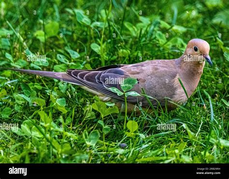 Mourning Dove Zenaida Macroura A Graceful Dove That Lives Throughout