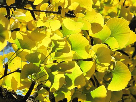 Ginkgo Biloba Extract May Boost Brain Health Vitamins And Their Uses