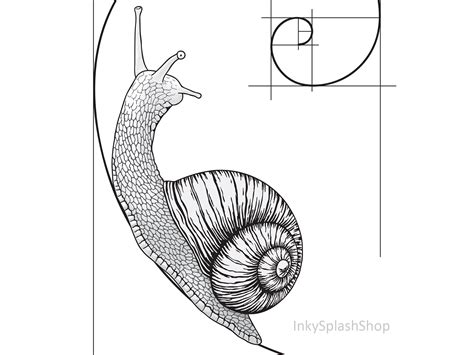 Snail on Fibonacci spiral wall art printable Golden ratio | Etsy