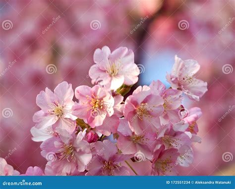 Kawazu Sakura Florecimiento De Cerezos Foto De Archivo Imagen De