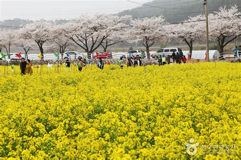 삼척 맹방 유채밭 관광 정보와 주변 관광 명소 및 근처 맛집 여행 정보