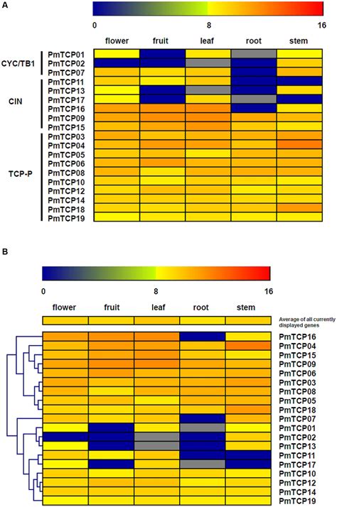 Frontiers Genome Wide Identification Characterization And Expression