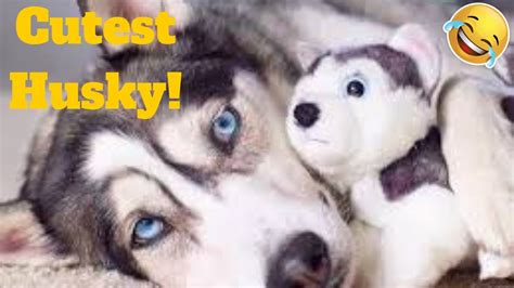 💥the Funniest And Cutest Husky Viral Weekly Lol😂🙃💥 Of 2019 Funny