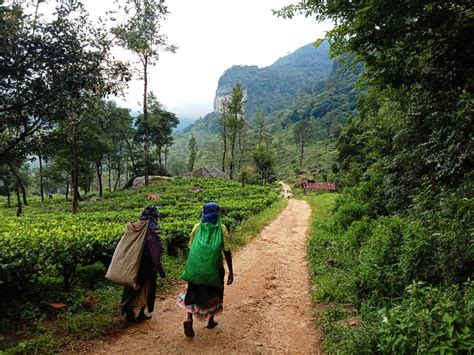 The Pekoe Trail Stage 02 Galaha To Loolecondera • Hiking Route