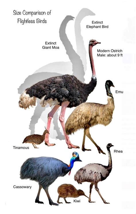 Elephant Bird Size