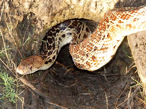 Gopher Snake Near Sandpiper Golf Course Edhat