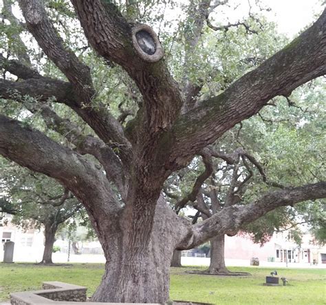 Lynching Tree