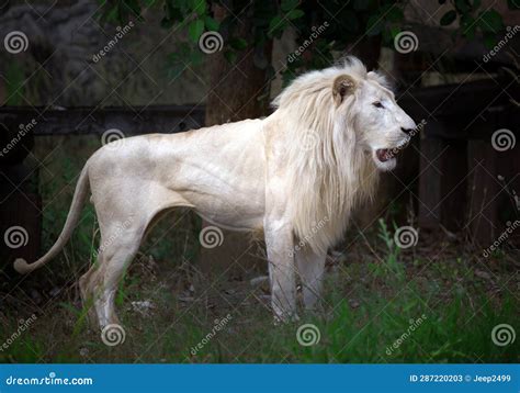 White Lion Resting In The Wild Stock Image Image Of White Farm