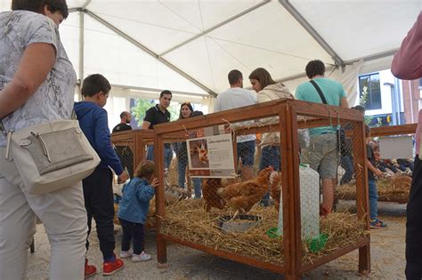 Fira De Sant Lluc Olot Descobreix Olot