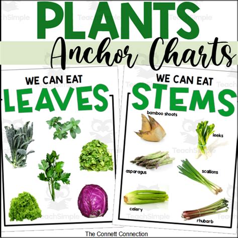 The Plants We Eat A Parts Of A Plant Anchor Charts And Posters By