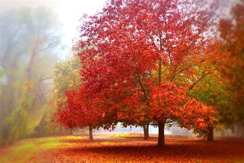 Fall Colored Trees Photograph by Marilyn MacCrakin - Fine Art America