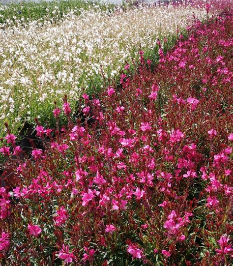 La Gaura Agencement De Jardin Aux Meilleurs Prix