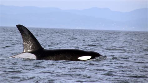 Orca Wallpaper ·① Wallpapertag