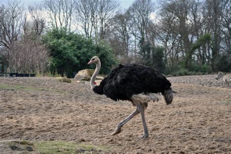 Running ostrich — Stock Photo © metalmaus #7368424